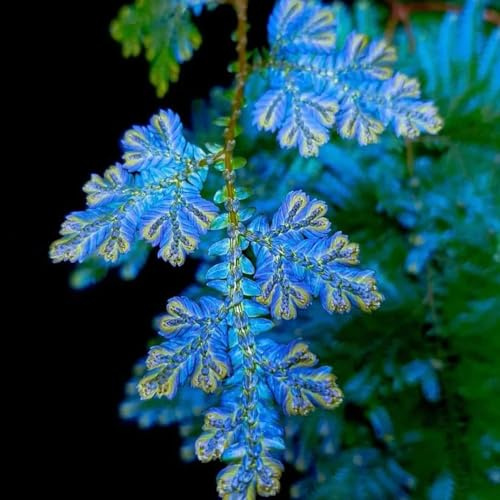 rosa di gerico - Selaginella lepidophylla in vaso balcone tappezzante resistente serre resistenti, 2bulbi