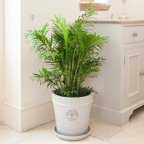 YouGarden Parlour Palm Houseplant, Established Chamaedorea elegans in 12cm Pot, Indoor Plant for Home, Potted Houseplant for Air Purifying, Supplied as an Established Plant in Pot