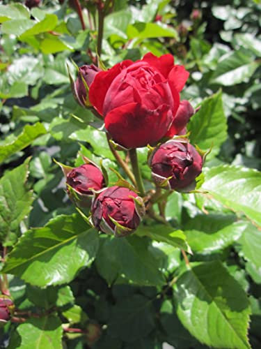 Beetrose Red Leonardo da Vinci ® - Romantic-Rose - Rosa Red Leonardo da Vinci ® - Meilland Rose - ADR Rose