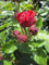 Beetrose Red Leonardo da Vinci ® - Romantic-Rose - Rosa Red Leonardo da Vinci ® - Meilland Rose - ADR Rose