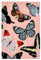 artboxONE Poster 120x80 cm Tiere Schmetterlinge auf Rosa - Bild schmetterling frühling insekt