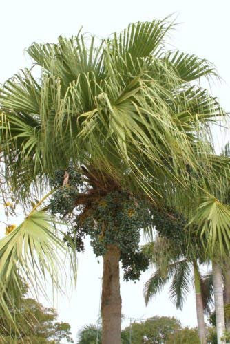 Livistona chinensis @ J @ exotische seltene chinesische Fächerpalme Palmen Samen 25 Samen