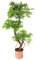 Leaf Realistischer künstlicher japanischer Fruticosa-Ficus-Baum, Holz, grünes Kupfer, 140 cm