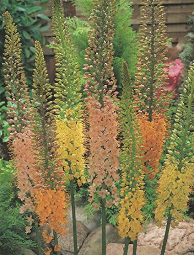 Eremurus gemischt Steppenkerze (5 Knollen (Wurzelstock))