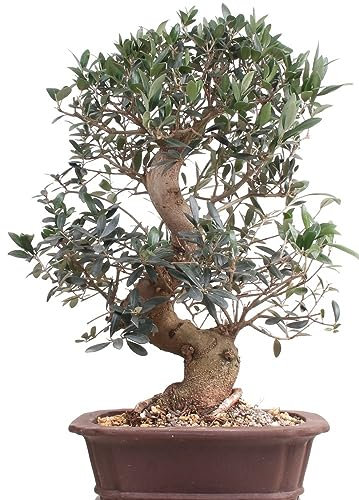 Bonsai - Olea europaea, Olive 209/163