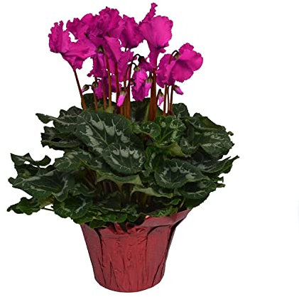 Flor Natural Cyclamen | Ideal para Regalar | Mix Colores | Planta Natural con Flores de Invierno