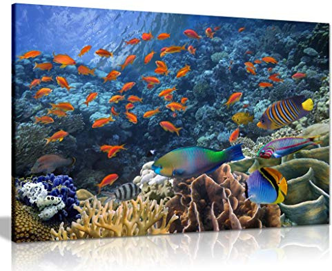 Tropical Fish On Coral Reef Canvas Wall Art Picture Print (24x16)
