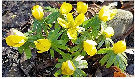 Stk - 10x Eranthis Hyemalis Winterling Gelb Garten Pflanzen - Samen A388 - Seeds & Plants Shop by Ipsa