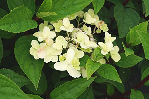 Hortensie Rispenhortensie Wims Red Hydrangea paniculata Wims Red Containerware 40-60 cm hoch