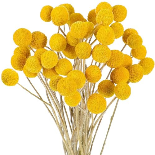 Koolenry 48 Pcs Dried Flowers Dried BillyBalls Dried Craspedia Flowers Button Yellow Dried Flowers Fake Silk Dried Flower