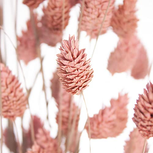 Blumigo 1 Bund - Phalaris Glanzgräser – getrocknet in Rosa Frostoptik