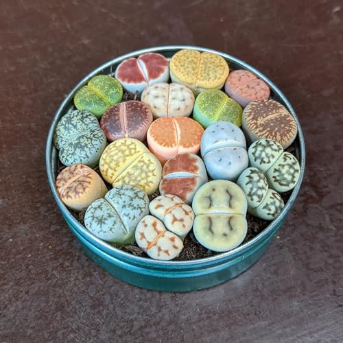 SUNNYPLANTS - Mezcla de plantas Lithops, Lithops raras, plantas de lithops, suculentas de piedra vivas, plantas de piedra vivas, piedras vivas, Lithops, Suculentas coloridas (10)