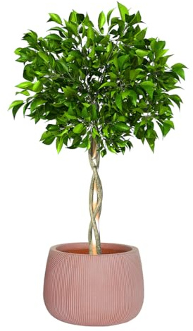 Fibre Clay Plant Pot Round Flower Pot Planter 42cm (Terracotta, Medium 30L) | Fibre Clay, Drainage Hole, Patio, Decking, Lawn, Doorstep, Porch, Lawn, Rippled Finish, Round, Planter, Plant Pot