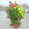 600 pcs christusdorn pflanze samen - topfpflanzen draußen winterhart,Euphorbia milii, winterharte kübelpflanzen gartenblumen bonsai samen blumendeko bienenfreundliche blumensamen
