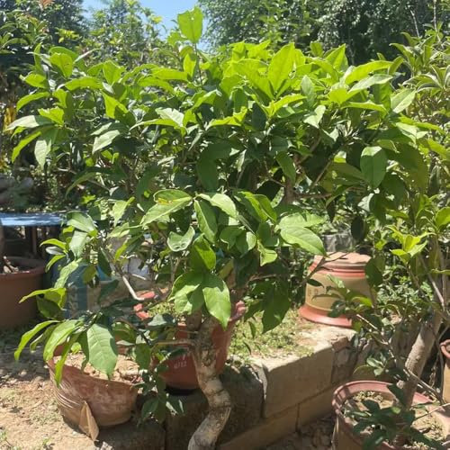 30 piezas Semillas resistentes de laurel plantas en macetas resistentes al exterior Planta de laurel, Laurus nobilis, árbol bonsai planta árboles macetas mediodía flor resistente plantar