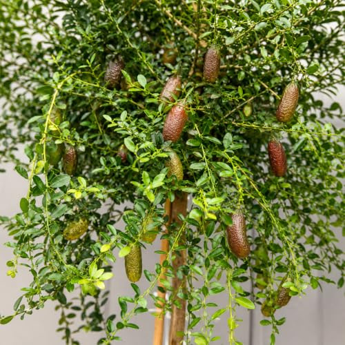 Gardenaria Limone Caviale Rosa Finger Lime Microcitrus australasica, Pianta di Agrume da Frutto in Vaso, 70/80 cm, Vaso 22, Verde