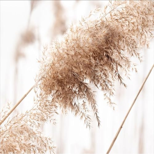 artissimo Glasbild 30x30 cm Zarte Gräser im warmen Wind AG5293A – Bild aus Glas, Wandbild Natur & Pflanzen, boho Wanddeko quadratisch