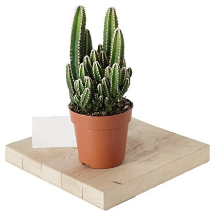 Cactus Reduce Radiaciones Planta Natural Cactus del Ordenador Cereus Peruvianus para Casa y Oficina