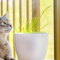 Katzengras Samen Bio, Katzen Grass Winterharte Pflanzen Für Garten Katzengras Fertig Gewachsen Bodendecker Pflanzen Winterhart Zimmerpflanzen Cat Grass seeds - 500 Stück (Grün)