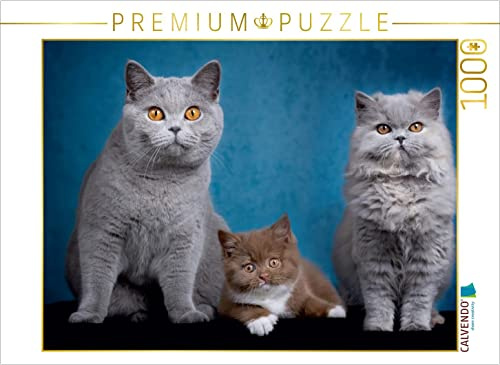 CALVENDO Puzzle EIN Motiv aus dem Kalender Kittens - Britisch Kurzhaar Katzenkinder | 1000 Teile Lege-Größe 64 x 48 cm Foto-Puzzle für glückliche Stunden