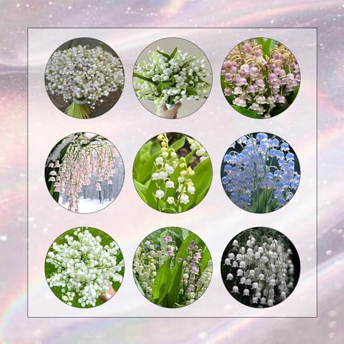 20 Pcs Maiglöckchen Zwiebeln Winterhart, Blumenzwiebel, Balkonpflanzen Maiglöckchen Pflanzen Knollen - Convallaria Majalis - Winterharte Pflanzen Für Garten, Balkonblumen Frische Blumen