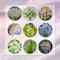 20 Pcs Maiglöckchen Zwiebeln Winterhart, Blumenzwiebel, Balkonpflanzen Maiglöckchen Pflanzen Knollen - Convallaria Majalis - Winterharte Pflanzen Für Garten, Balkonblumen Frische Blumen
