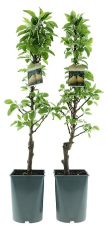 Säulenobst Baum 70–80 cm – Säulenapfel & Säulenbirne im 4L Topf, winterhart, Obstbaum für Balkon, Terrasse & Garten, ideal für kleine Räume (2, Säulenbirne ‘Condo’ (Pyrus communis))