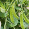 samenfritze Zuckererbse Sugar Snap ca. 150 Samen - Knackerbse, süß und knackig
