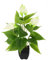 Künstliche Anthurium Pflanze im Topf Anthurie Calla exotische Flamingoblume exotische Blume mit weißen Blüten Flamingopflanze Kunstpflanze Dekopflanze Kunstblume Deko Zimmerpflanze