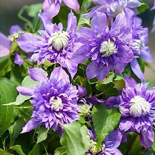 Taiga-Clematis-Rebensamen, 50 Stück/Beutel, Taiga-Clematis-Rebensamen, leuchtende Farbe, gute Ernte, umweltfreundlicher Bonsai-Garten, Blumensamen, Blumen-, Obstbaum- und Gemüsesamen Violett