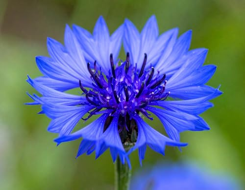 500 deutsche Kornblumen Samen - blaue Kornblume lat. Centaurea cyanus | einjährig blaue Kornblume Samen Kornblumensamen für Garten Balkon Topf Hochbeet essbare Blüten Saatgut aus Deutschand