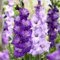 Bulbi di giacinto/Piante di giacinto/Muscari/piccoli e carini/Decorazione del balcone/Piantagione in giardino-d-6 bulbi
