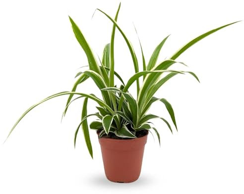 Chlorophytum Ocean | Spider Plant 12cm