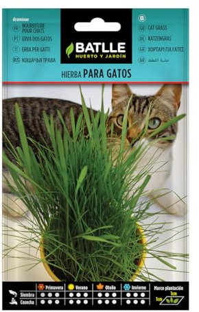 Semillas de Hierba para Gatos