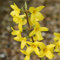 Forsizia di Zabel Forsythia intermedia Lynwood pianta in vaso ø11 con canna 80 cm - Vivaio di Castelletto