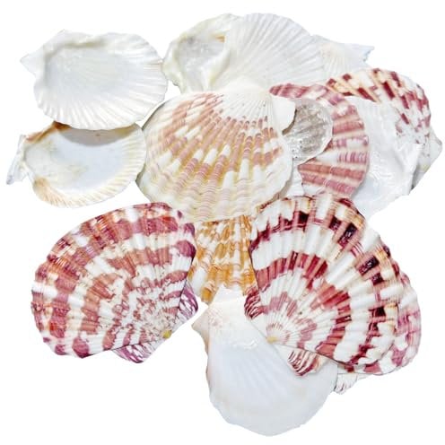 65 pièces Coquillage Decoration Saint-Jacques Naturelles Coquilles Saint Jacques Naturel Grand Coquille Blanc Grand Coquille de pétoncles pour Mariage de Plage et Océan Crafts la Décoration(4-7cm)