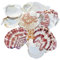 65 pièces Coquillage Decoration Saint-Jacques Naturelles Coquilles Saint Jacques Naturel Grand Coquille Blanc Grand Coquille de pétoncles pour Mariage de Plage et Océan Crafts la Décoration(4-7cm)