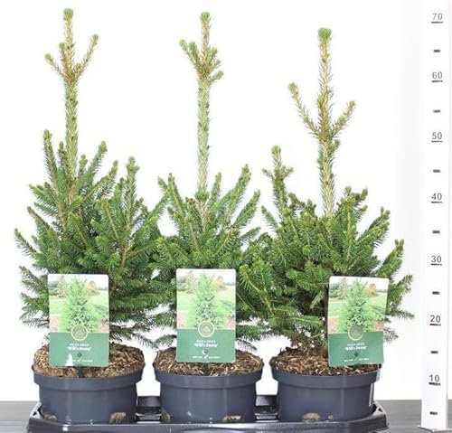 Abete Rosso, Picea Abies Peccio, Pianta in Vaso ø16 cm Albero di Natale Vivaio di Castelletto