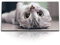 Paul Sinus Kunstdruck Bilder 120x60cm Kleine Hauskatze Britisch Kurzhaar Katze Kater