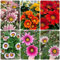 350 pcs Afrikanisches Ringkörbchen samen - blumenwiese samen mehrjährig winterhart,Gazania rigens, gewächshaus balkon deko wohnzimmer modern winterfeste pflanzen für balkon kräutergarten
