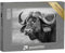 Puzzle 1000 Teile XXL „Mit Schlamm bedeckter Büffel, Südafrika“ – aus der Puzzle-Kollektion Büffel, Tiere des Nordens, Tiere in Savanne & Wüste