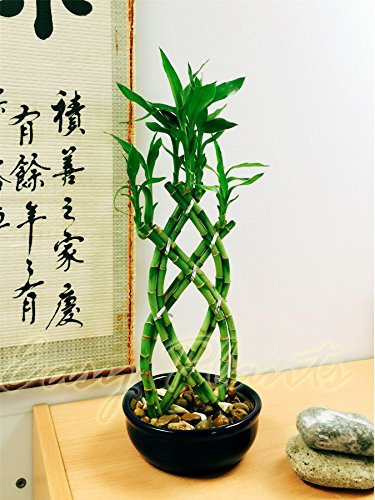 1 bambú trenzado de la suerte en maceta de cerámica (forma y color aleatorios)