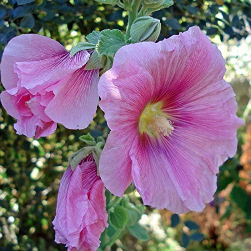6 x Stockrose 'Rosea' - Alcea Rosea 'Rosea' Topf 9x9cm: Zarte rosafarbene Blütenpracht.