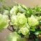 Neue 25 halbfrische Blumen aus grüner Azalee