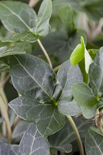 Hedera helix 'Plattensee' 60-100 cm - Efeu, immergrün, ideal für Wände und Zäune, pflegeleicht, winterhart, luftreinigend