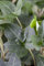 Hedera helix 'Plattensee' 60-100 cm - Efeu, immergrün, ideal für Wände und Zäune, pflegeleicht, winterhart, luftreinigend
