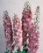 100 Semi di Rittersporn Wimpel rosa/SEMI Bianco Ape Fiore