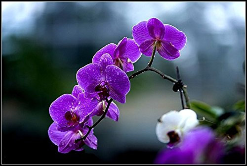 100 Stück violette Vanda-Orchideen-Blumensamen