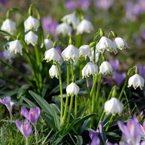 18 pcs märzenbecher zwiebeln kaufen frühlingsblüher zwiebeln bienenweide winterharte balkonpflanzen Leucojum aestivum,Seltene Pflanzen serie wildblumen büropflanzen kräutergarten geschenk