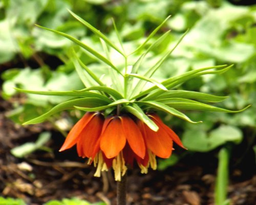 SPARANGEBOT Fritillariazwiebel : Kaiserkrone Fritillaria imperialis Orange Beauty 10 Blumenzwiebeln 18/20
